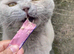 Bsh Lilac Boy GCCF Active