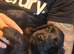 Last 3 gorgeous sprocker spaniel pups 1 chocolate girl 2 black boys