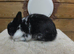 Netherland dwarfs