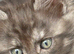Beautiful litter of main coon kittens