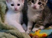 Stunning Female Kitten