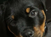 Kc registered rotties