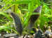 Emerald Cory Splendens age 1.5 years, size 4-6 cm. Fast delivery within mainland UK.