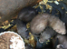 Baby ferrets soon ready