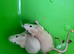 Dwarf Rats Available