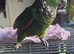 Baby semi tamed crimson bellied conure