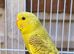 I have 4young budgies for sale in Maidstone