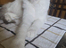 Purebred Ragdoll female cat