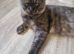Stunning black smoke male mainecoon tica registered