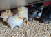 Days old mixed chicks