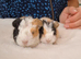 Bonded pair of young female guinea pigs.