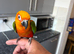 Hand tame Jenday conure