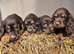 Kc cocker spaniel pups