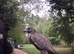Gyr/saker Falcon