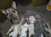 French bulldog puppies