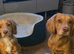 working cocker spaniel