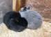 Netherland dwarf x Rex