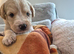 Labradoodle puppies