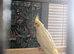 Friendly lutino cockatiel 3 months old baby