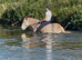 12h ride and drive 9yr old gelding