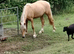 Registered Welsh sec D palimino filly