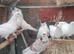 pigeon for sale