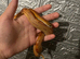 Baby corn snake