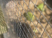 Quail