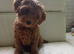 Adorable Maltidoodle Red Puppies