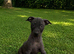 American Hairless Terrier puppies