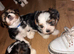 Biewers yorkies