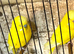 Yellow pair buddies