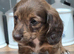 Lomg haired brindle female