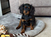 Cavalier King Charles x cava poo ready now