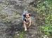 Paterdale lakeland Jack Russel