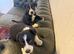 Collie pups 2 girls 1 boy