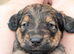 Rottweiler / Rottidoodle