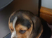 Beagle puppies
