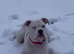 Lovely  deaf dog