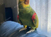 Double Yellow Headed Amazon Parrot Only 4 Years old