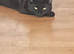 Bombay cats