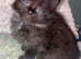 Female kittens for sale