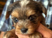 SuperHealth tested Ocean Pearl/coloured Yorkshire Terriers