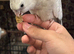 SWEET BABY COCKATIEL