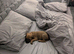 Red cane corso X mastiff