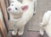 Japanese Akita puppies