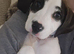 American bulldog cross