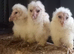 OWLETS FOR SALE LAST 3 FOR SEASON