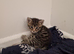 Kittens ready 26th June