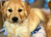 Kc golden retriever puppies
